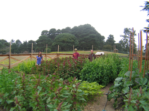 Ecology Action's Victory Gardens for Peace Mini-Farm, Mendocino, CA